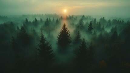 Sunrise over misty forest, aerial view, autumn
