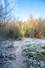 A picturesque forest path bathed in sunlight on a frozen winter day. The icy grass and trees glisten, creating a magical and serene atmosphere in this enchanting woodland scene