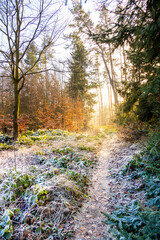 A picturesque forest path bathed in sunlight on a frozen winter day. The icy grass and trees glisten, creating a magical and serene atmosphere in this enchanting woodland scene