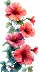 Obraz premium Vibrant hibiscus flowers bloom amidst lush green leaves in a delicate watercolor design