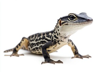 Fototapeta premium Close-up of a young lizard