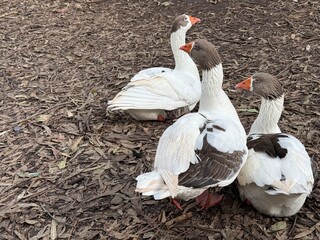 Obraz premium Public park on the island of Cyprus. Waterfowl in the wild, ducks, geese.
