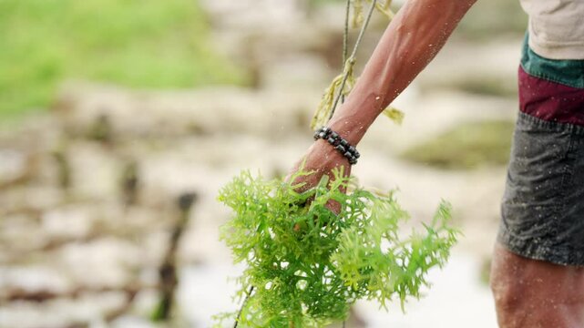 Close-up of farmer hands harvesting seaweed on plantation, guso, sea moss, eucheuma cottonii
