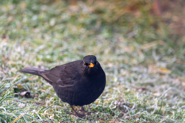 Obraz premium A common blackbird (Turdus merula) forages on a frozen lawn, searching for seeds to eat. It looks directly into the camera, capturing a moment of curiosity and winter survival