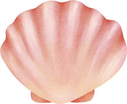 watercolor scallop