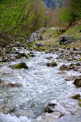 River in the forest in National Park Prokletije, Montenegro