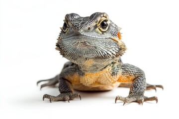 Obraz premium Close-up of a young bearded dragon