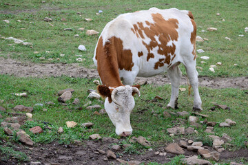 cow in a field