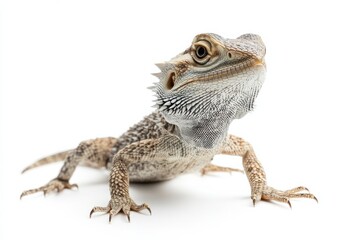 Obraz premium Close-up of a Bearded Dragon