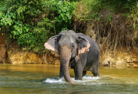 Indian Elephant Khao Sok Elephant Sanctuary.
 Indian elephant (Elephas maximus indicus) is one of three extant recognized subspecies of the Asian elephant, native to mainland Asia