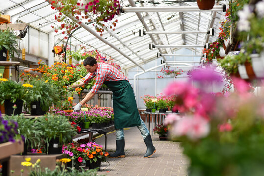 Gardener works in a greenhouse in a flower shop