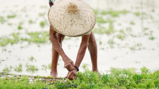 Seaweed farmer tying ropes with seedlings on plantation or farm, eucheuma cottonii or guso