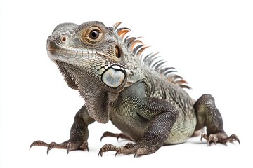 Obraz premium Green iguana posing against white background