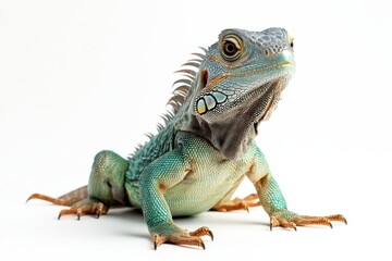 Fototapeta premium Green iguana posing against white background