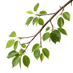 A tree with green leaves and a branch with a branch that has a branch that has a green leaves