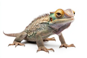 Obraz premium Close-up of a vibrant lizard