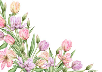 Obraz premium Rectangular Frame with pastel pink light Tulips and open bud for Hello Spring greeting card. Hand drawn watercolor illustration delicate perennial bulbous flower for wedding or invitation template.
