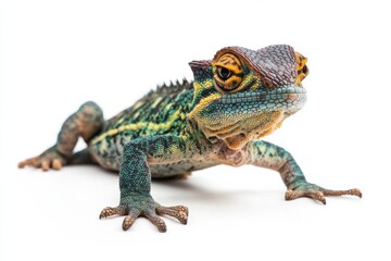 Obraz premium Vibrant Green and Yellow Lizard