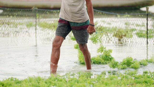 Seaweed plantation, farmer tying edible eucheuma cottonii on farm for cultivation, rural livelihood