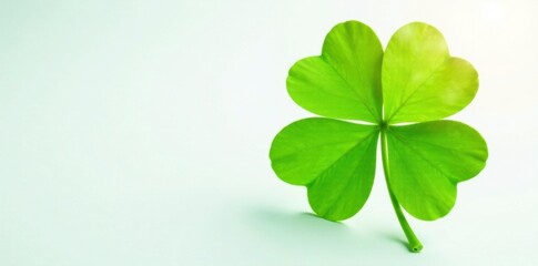 single large green clover leaf on white background with light rays, green, rays, nature