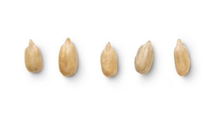 Peeled sunflower seeds isolated on transparent background