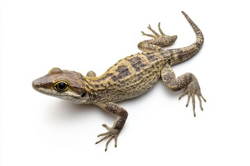 Naklejka premium Close-up of a small lizard on white background