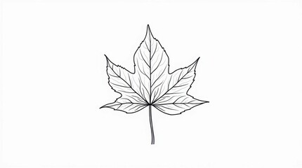 Fototapeta premium Detailed Line Art of a Single Leaf with Intricate Veins