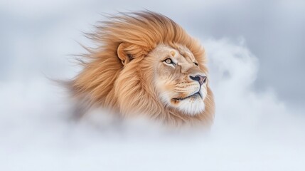 A close-up of a lion's mane blowing in the wind, capturing the majesty of the animal --chaos 20 --ar 16:9 --profile 5toerrp --stylize 150 --v 6.1 Job ID: 8372da9e-0f71-48f3-b068-7b9b825fc7b6