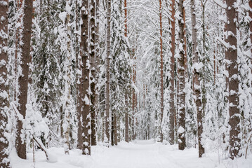 Wintery snow-covered forest