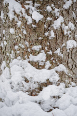 Wintery snow-covered forest