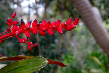 Aechmea in the garden, Madeira, Portugal