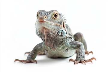 Fototapeta premium Close-up of a vibrant green iguana