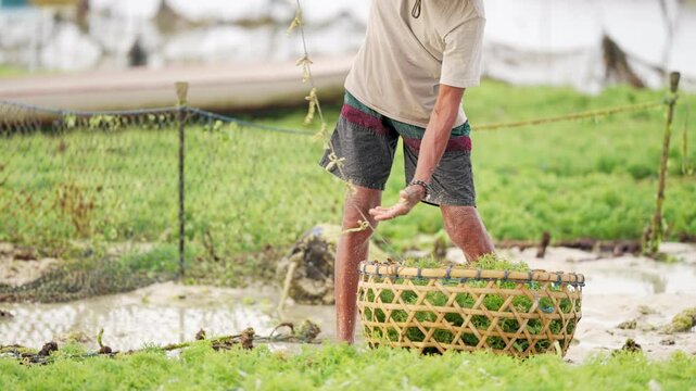 seaweed plantation, farmer harvesting Eucheuma cottonii or guso in basket on farm