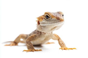 Fototapeta premium Close-up of a young bearded dragon