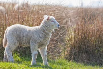 Obraz premium Lamb in backlight, reed in background