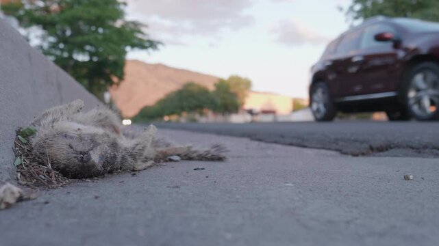 Road Kill on Side of Road