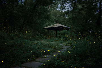 forest in the night with fireflies