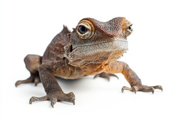 Obraz premium Close-up of a brown lizard on white background