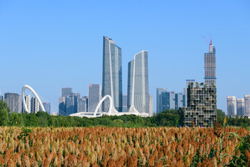 city skyline with sorghum fields