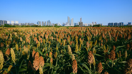 city skyline with sorghum fields