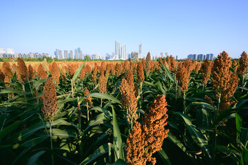 city skyline with sorghum fields