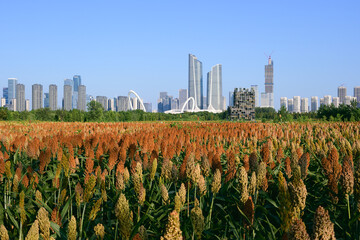 city skyline with sorghum fields