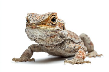 Obraz premium Close-up of a Bearded Dragon