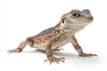 Close-up of a young reptile, isolated on white.