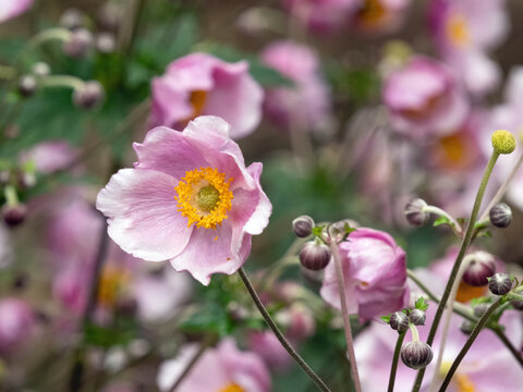 Nahaufnahme der filigranen rosa Bl&uuml;ten von Herbst-Anemonen, Anemone hupehensis