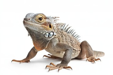 Fototapeta premium Close-up of a Green Iguana