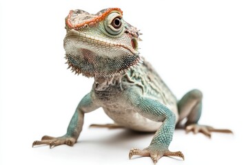 Obraz premium Close-up of a vibrant lizard