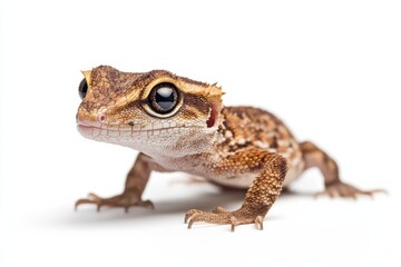 Obraz premium Close-up of a curious gecko