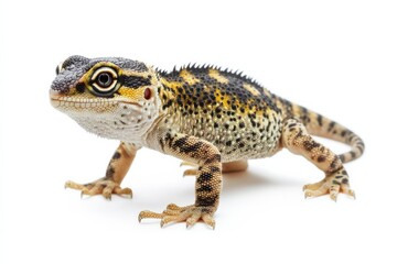 Fototapeta premium Close-up of a vibrant reptile
