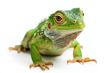 Obraz premium Vibrant Green Lizard Close-Up